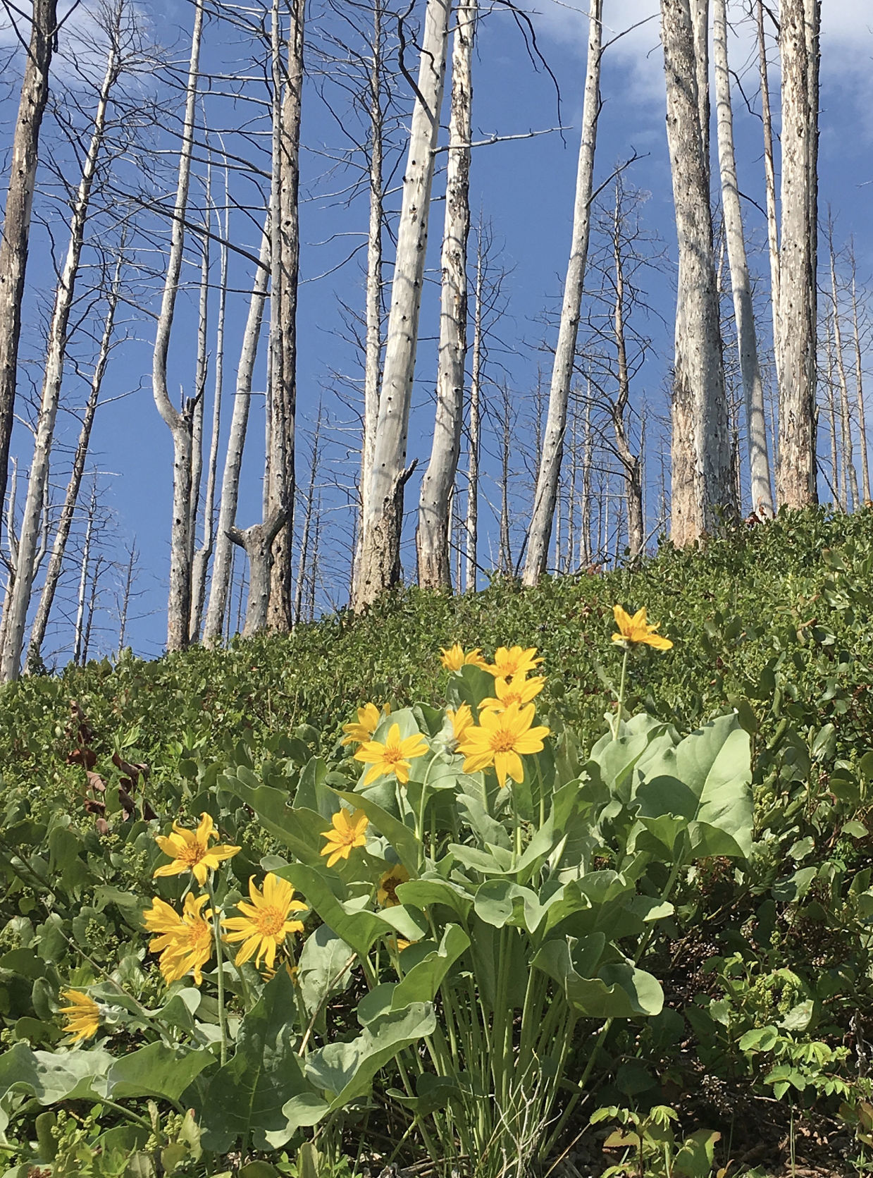 Arrowleaf balsamroot